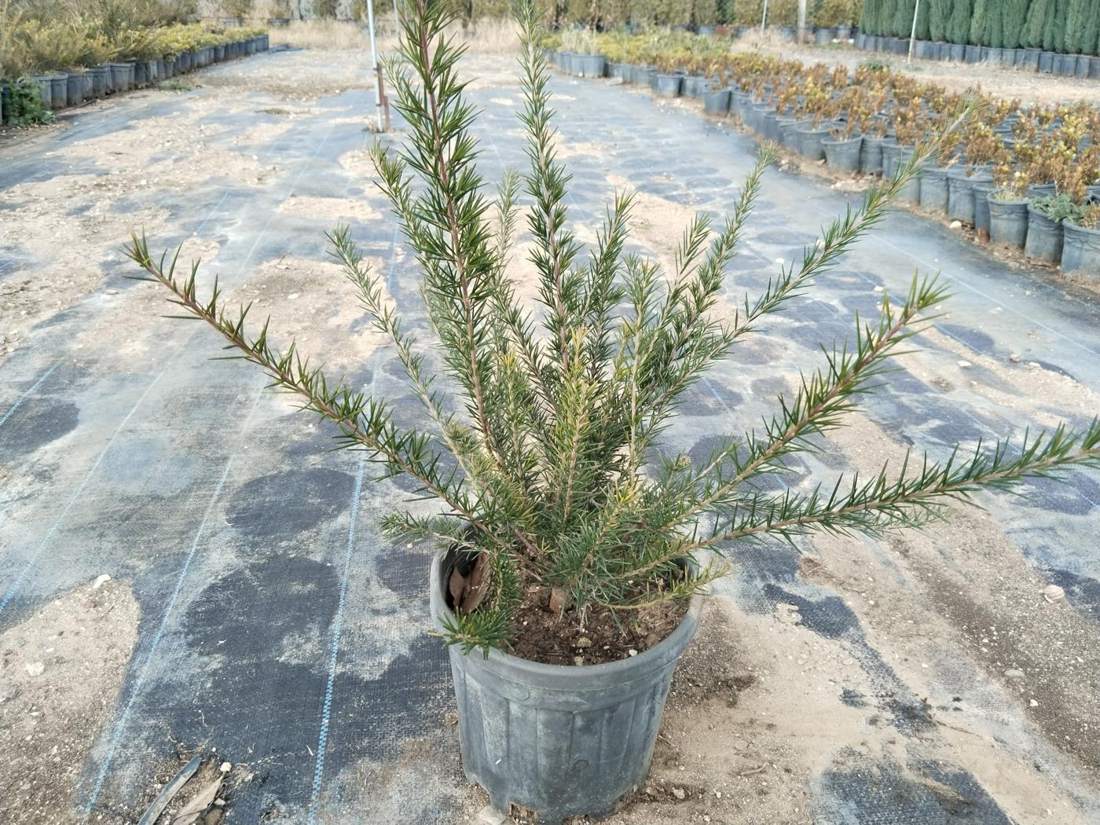 Grevillea (Grevillea spp.)