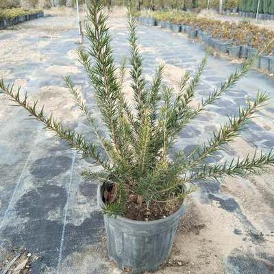 Grevillea (Grevillea spp.)