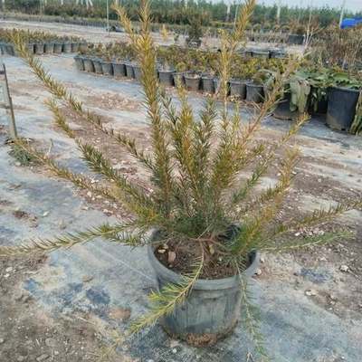 Grevillea 2