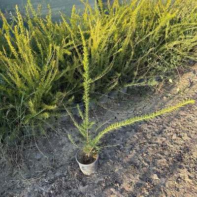 Grevillea 3