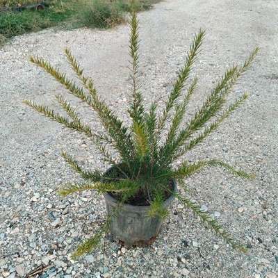 Grevillea 4