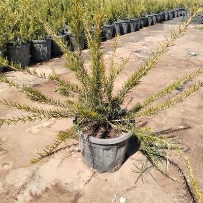 Grevillea 5