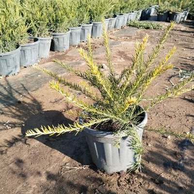 Grevillea 6