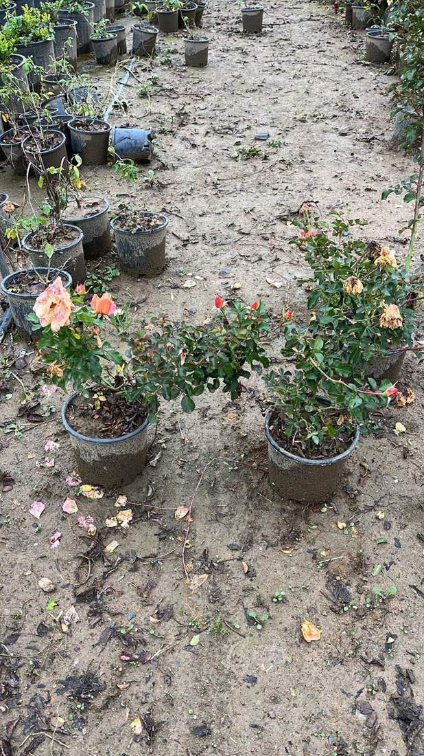 Roses (Rosa spp.)