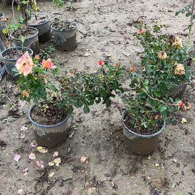 Roses (Rosa spp.)