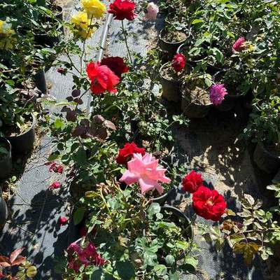 Roses 2