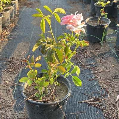 Roses 3