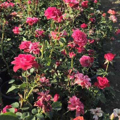 Roses 4