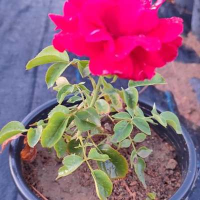 Roses 6