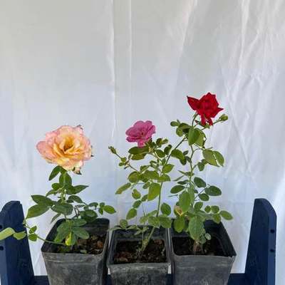 Roses 7