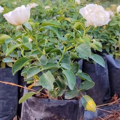 Roses 8