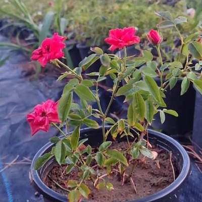 Roses 9