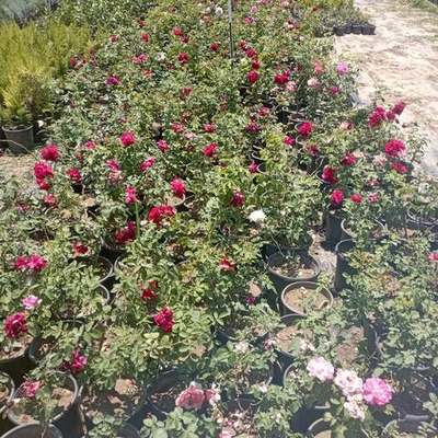 Roses 10