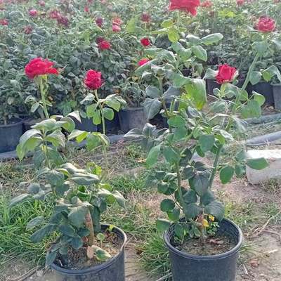 Roses 11
