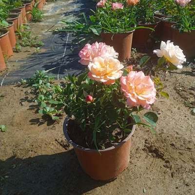 Roses 13