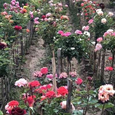 Roses 14