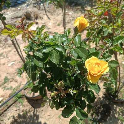 Roses 15