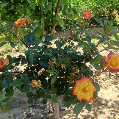 Roses 16