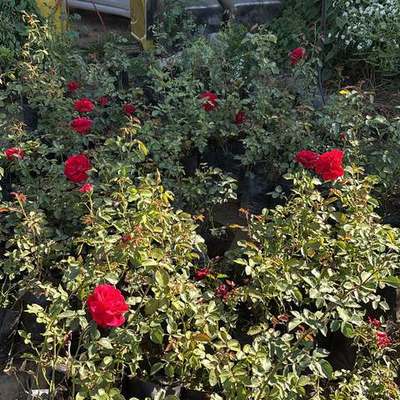 Roses 17