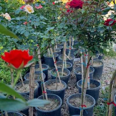 Roses 18