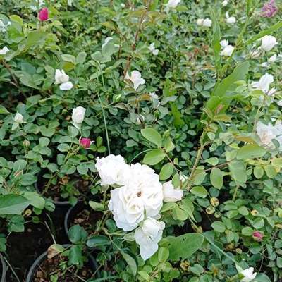 Roses 19