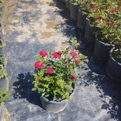 Roses 20