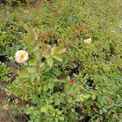 Roses 21