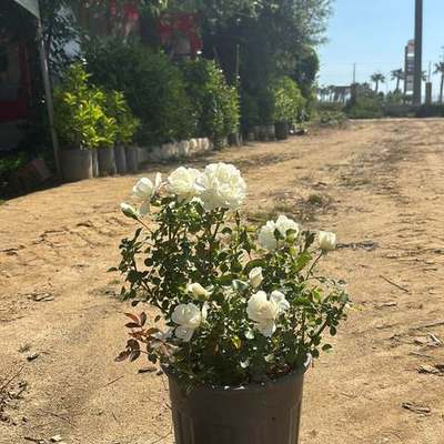 Roses 22