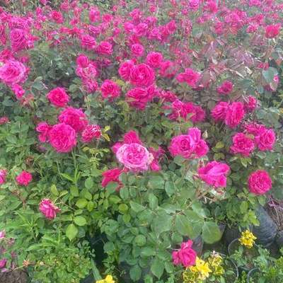 Roses 23