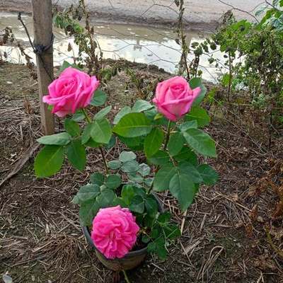 Roses 24