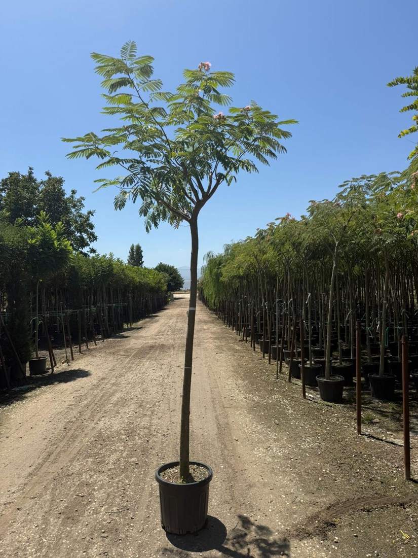 Persian Silk Tree (Albizia julibrissin)