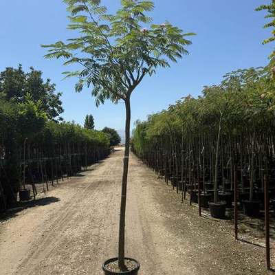Persian Silk Tree (Albizia julibrissin)