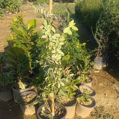 Honeysuckle 8