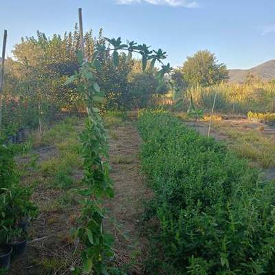 Honeysuckle 9