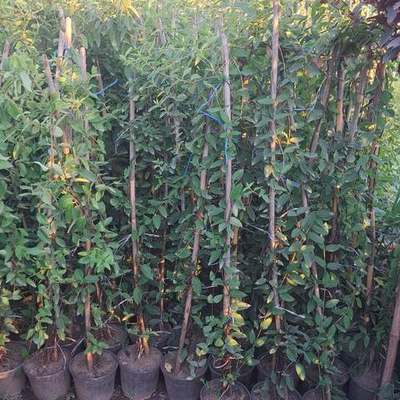 Honeysuckle 10