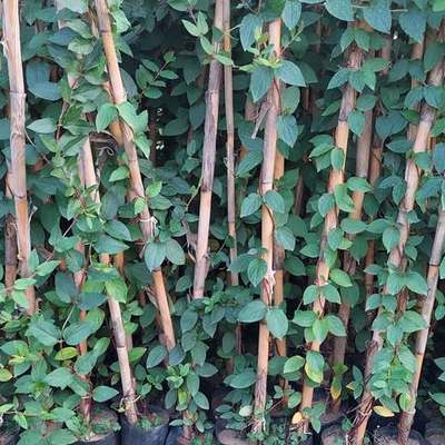 Honeysuckle 13