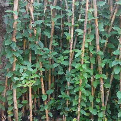Honeysuckle 15