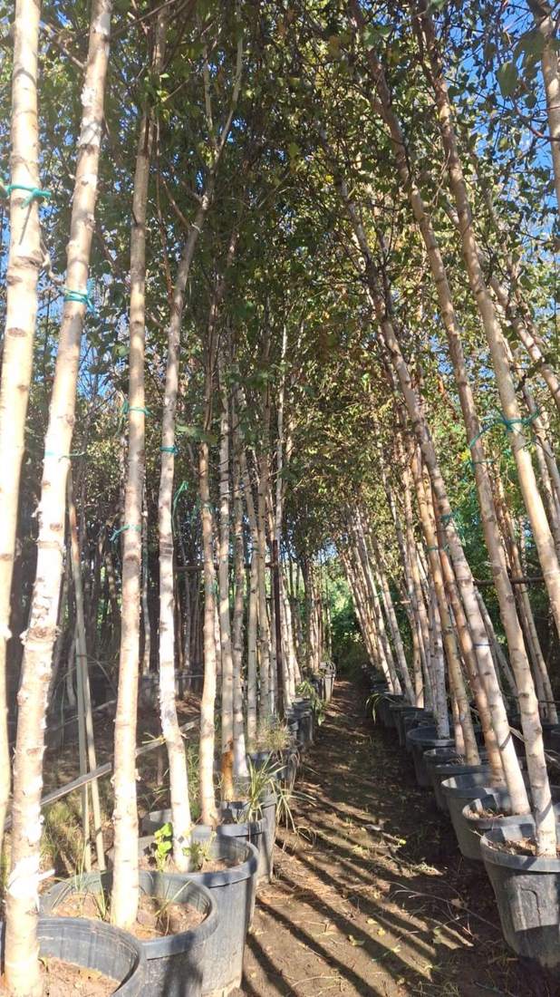 Birch (Betula pendula)