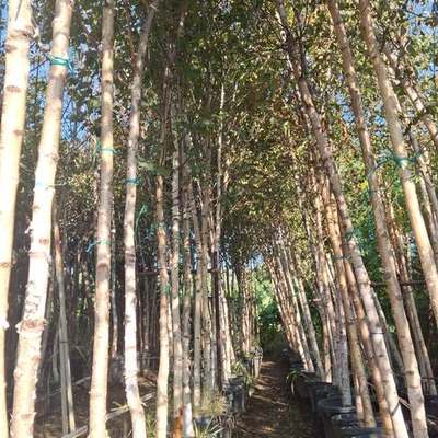 Birch (Betula pendula)