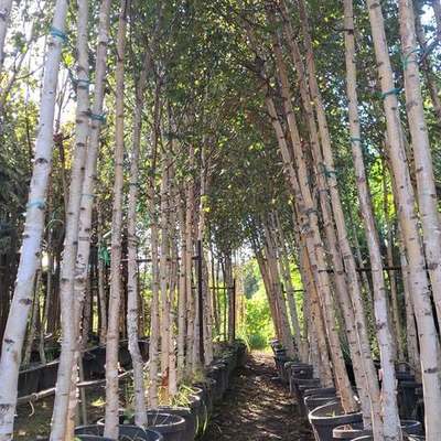 Birch 2