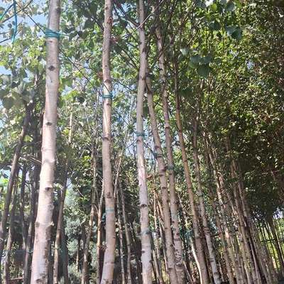 Birch 3