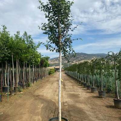 Birch 4