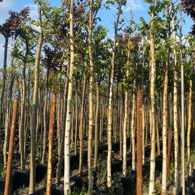 Birch 5