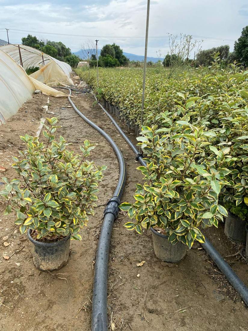 Elaeagnus (Silverberry) (Elaeagnus × ebbingei)
