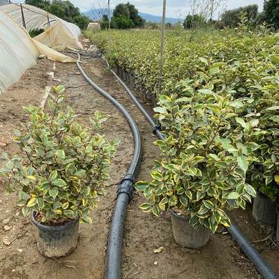 Elaeagnus (Silverberry) (Elaeagnus × ebbingei)