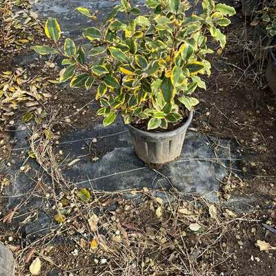 Elaeagnus (Silverberry) 2
