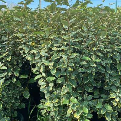 Elaeagnus (Silverberry) 3