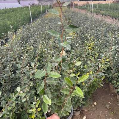 Elaeagnus (Silverberry) 4