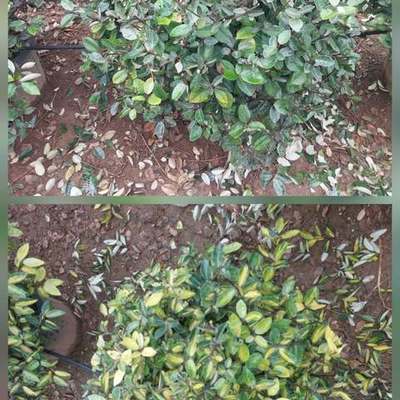 Elaeagnus (Silverberry) 5