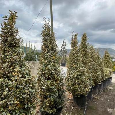 Elaeagnus (Silverberry) 6